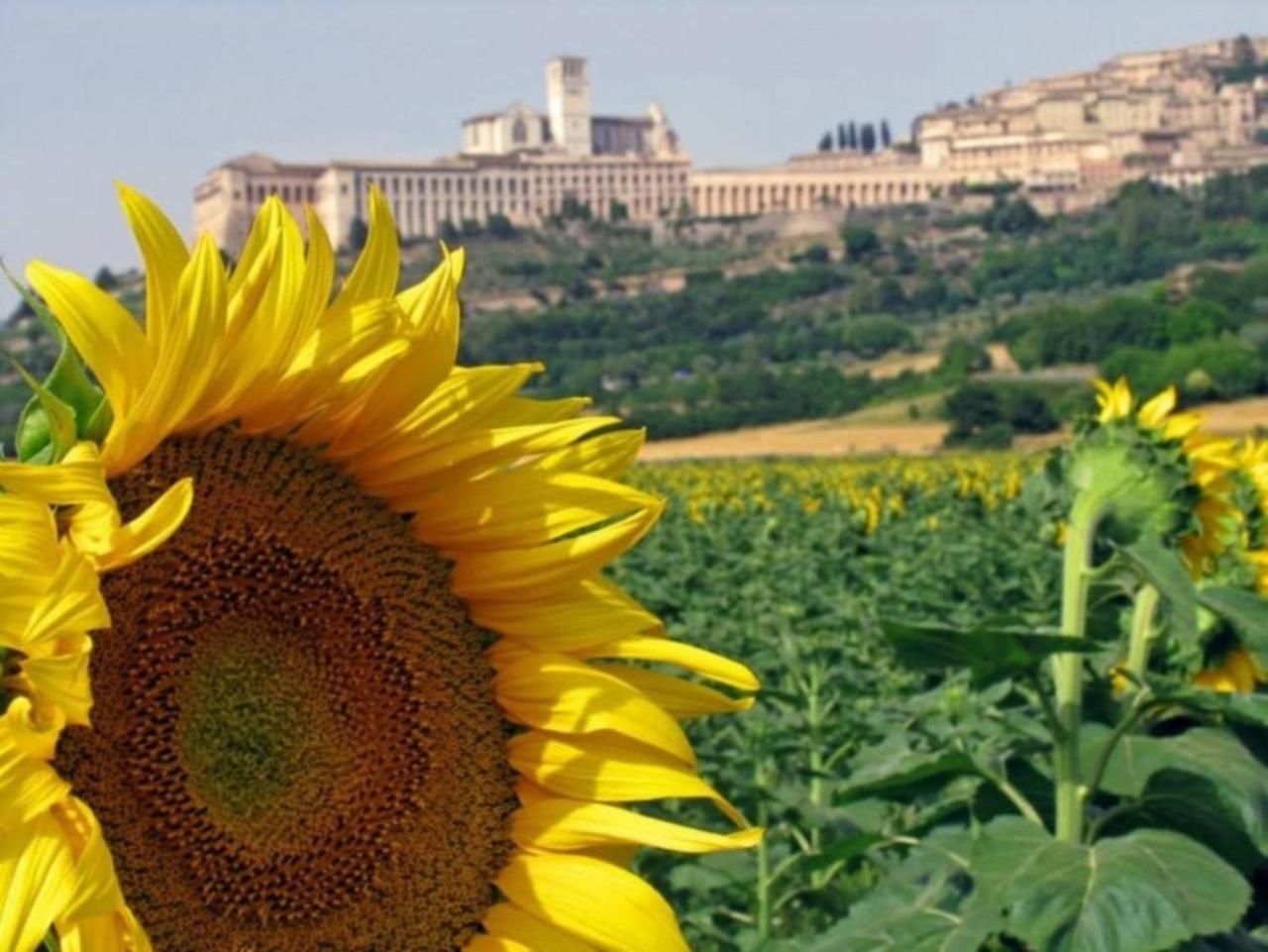 Agriturismo Il Girasole Asís Exterior foto